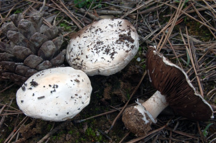 Agaricus devoniensis P. D. Orton